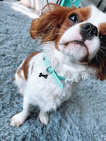 Dog Collar- Mint